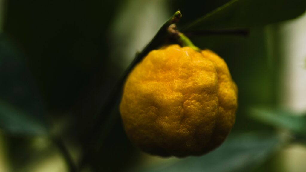Yuzu